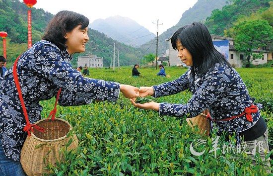 　　名茶六安瓜片原產(chǎn)地,游客身穿采茶女服裝在茶園體驗采摘新茶的樂趣。