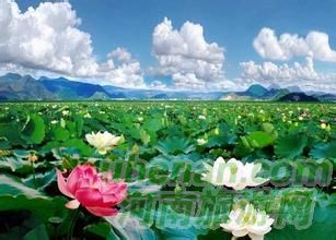 爸爸去哪兒？親密接觸荷花仙子