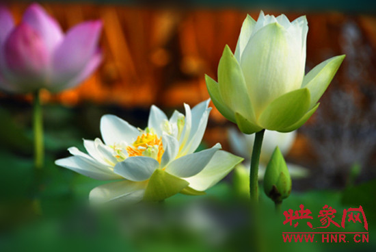 7月5日,第七屆淮陽荷花節(jié)將于7月8日正式拉開序幕。