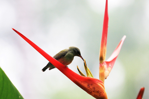 關(guān)渡賞鳥趣樂(lè)繽紛