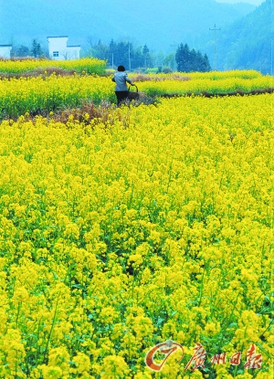 　　江嶺的油菜花已經(jīng)盛開。