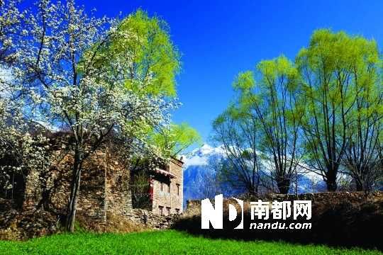 　　三月里,川西北的梨花盛放,寨子、碉樓、梨花……構(gòu)成最美的丹巴風(fēng)光。