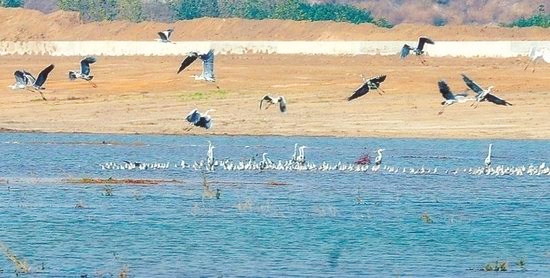 冬季正是觀鳥時 省內(nèi)觀鳥地盤點