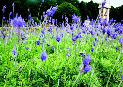 　　日月潭九族文化村內(nèi)水沙連歐洲花園園區(qū)內(nèi)數(shù)十萬(wàn)株熏衣草,已開得美不勝收,令游客陶醉。