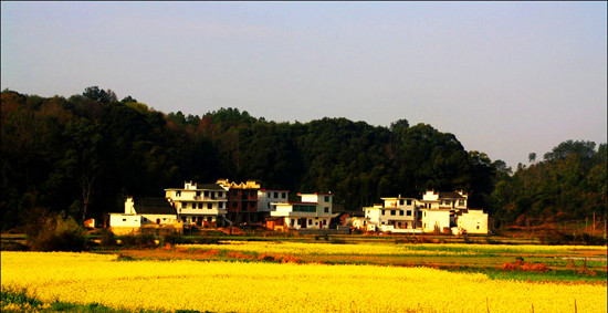 “醉美”大坪:葵花盛開(kāi) 山花爛漫