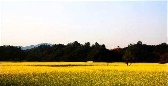 “醉美”大坪:葵花盛開(kāi) 山花爛漫