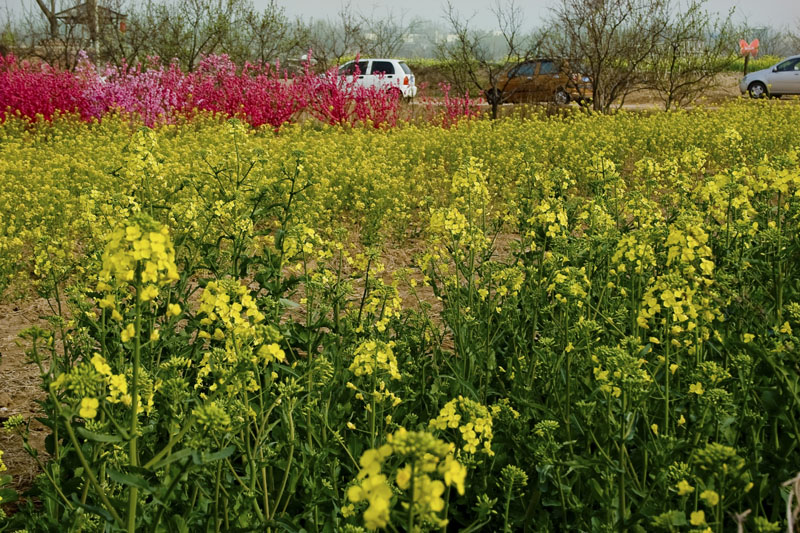 [旅游攻略]龍棲湖蝴蝶島國(guó)慶民俗嘉年華即將開(kāi)幕