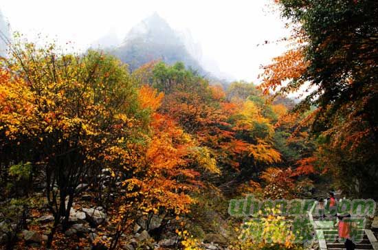 深秋去堯山賞紅葉、泡溫泉、拜大佛