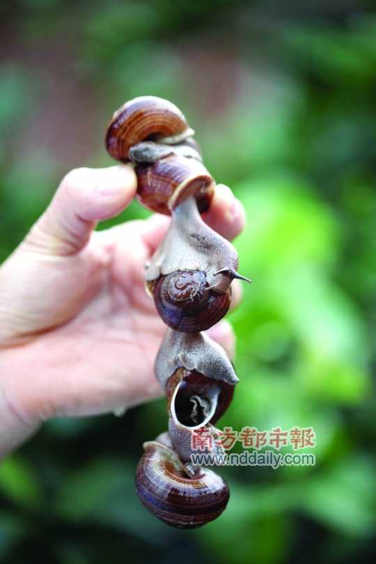 廣西的野生蝸牛追求原汁原味，做法也非常精簡(jiǎn)。