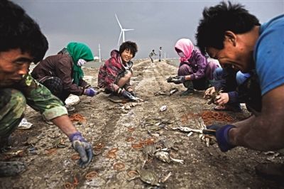 大雨將至，渤海邊的蟹池旁，蟹農(nóng)們不慌不忙地收綁梭子蟹。