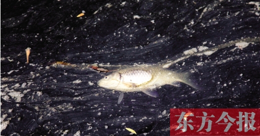 五月九日，鄭州帝湖，漂在黑色的湖面上的死魚(yú)