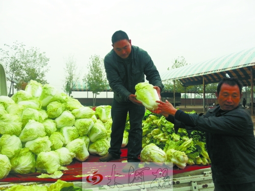 白菜進(jìn)入大量上市期,但價(jià)格卻不便宜。