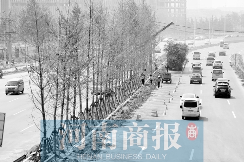 　西三環(huán)化工路，工人正在車道中間種植銀杏樹(shù)