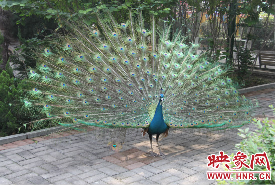 游客們來(lái)到動(dòng)物園可以近距離觀賞孔雀開(kāi)屏。