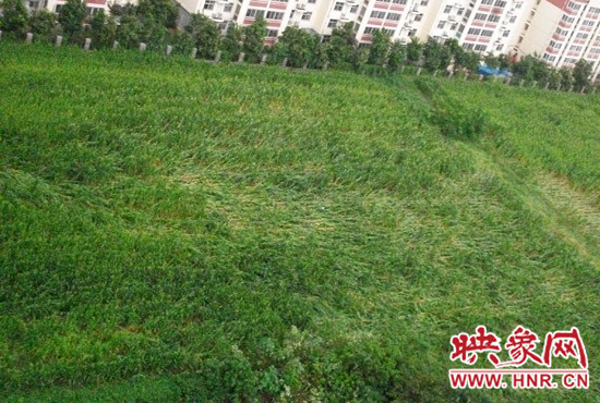 據(jù)映象網(wǎng)網(wǎng)友趙冠召反映，8月7日下午鄭州高新技術(shù)開(kāi)發(fā)區(qū)突降暴雨冰雹，致使附近農(nóng)田近三分之一玉米倒伏