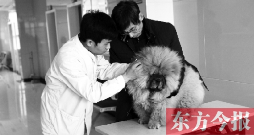 在一家大型寵物醫(yī)院里，生病的狗狗正在接受治療