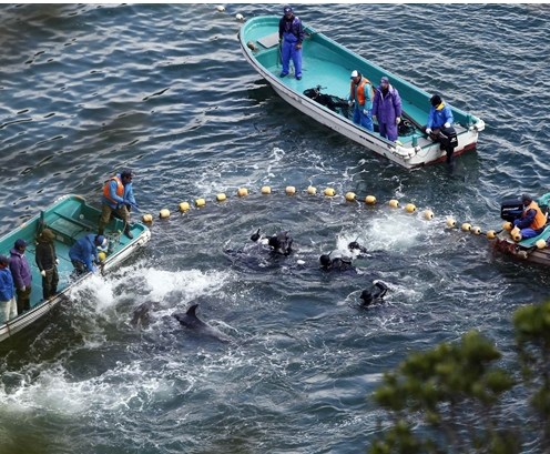 圖為當(dāng)?shù)貪O民正在把海豚趕入屠殺圈內(nèi)。