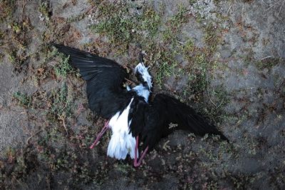 死去的鳥兒達到200多只，還有鳥兒在湖邊淤泥中掙扎著。