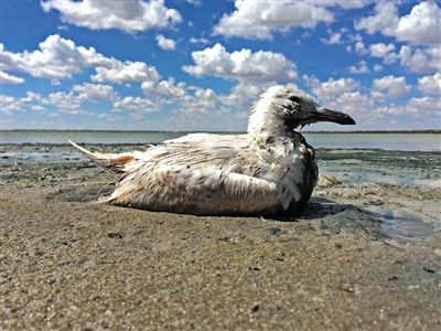 死去的鳥兒達到200多只，還有鳥兒在湖邊淤泥中掙扎著。