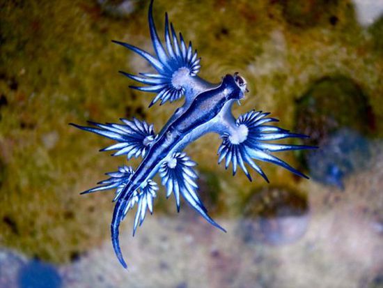 經(jīng)海洋生物學家鑒定，該生物為大西洋海神海蛞蝓。（網(wǎng)頁截圖）