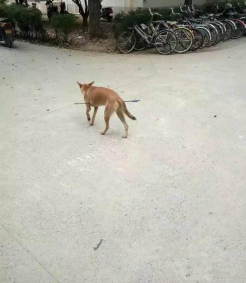華科大校園內(nèi)，一條流浪狗腹部被箭射穿，地上留著斑斑血跡。