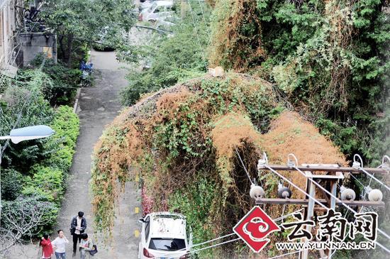 小貓蹲在一根纏滿了藤蔓的樹(shù)枝上。