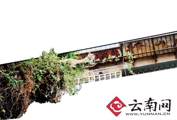 小貓下樹(shù)，但小貓就是不下來(lái)，反而爬到了一根緊貼著樹(shù)的電線上。