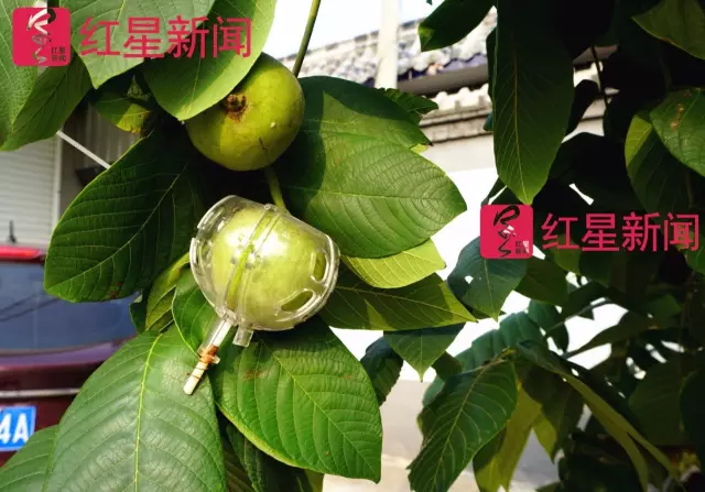 文玩核桃遇冷由幾萬一對(duì)降到5元沒人要？商戶否認(rèn)