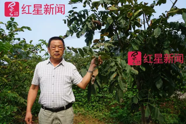 文玩核桃遇冷由幾萬一對(duì)降到5元沒人要？商戶否認(rèn)