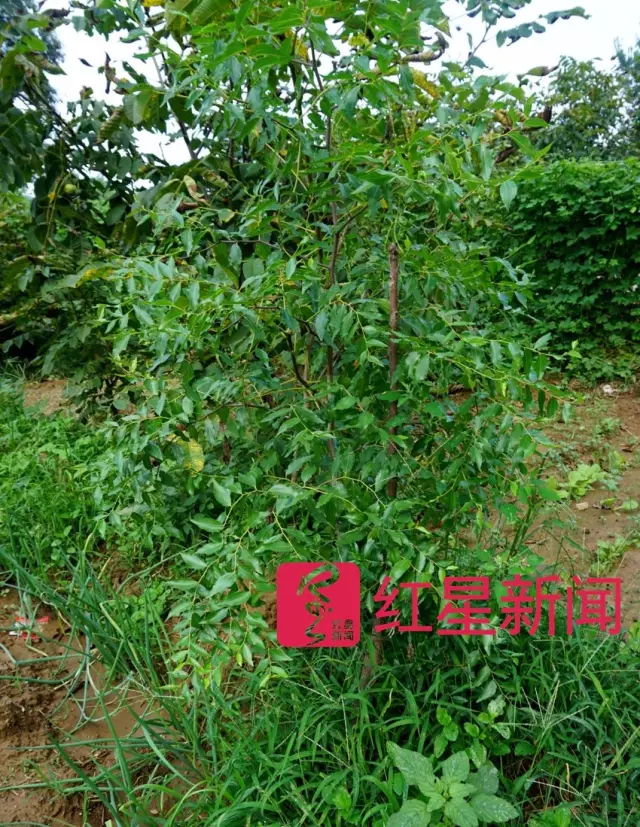 文玩核桃遇冷由幾萬一對(duì)降到5元沒人要？商戶否認(rèn)