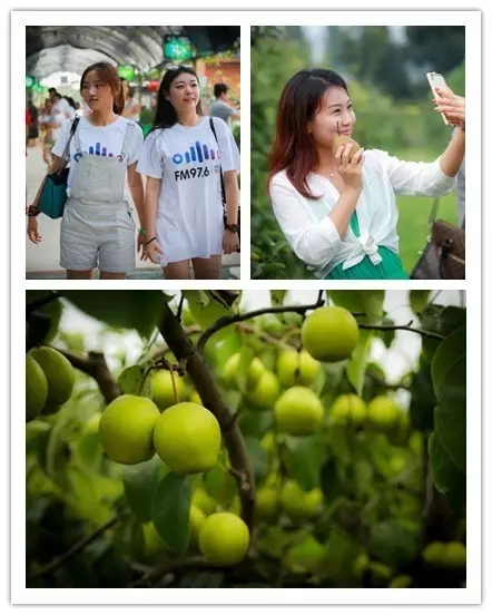 美女與香梨，你更愛哪一個？！