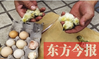 昨天上午，鄭州市紫東苑小區(qū)一住戶家的烏雞蛋竟然孵出了小雞