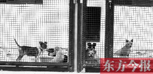 被主人遺棄的小狗暫時寄居在鄭州市犬只收容中心內(nèi)，如果沒有人來認領(lǐng)，他們將被處以安樂死