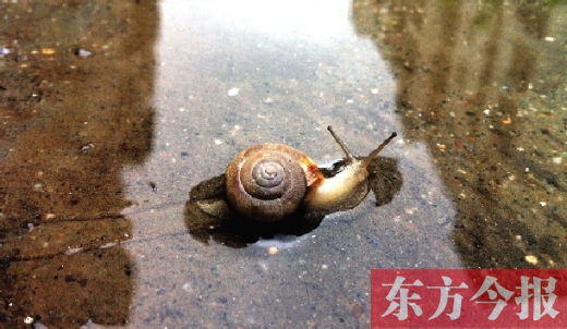 堵車俺不怕，就怕發(fā)大水，這不，一大早蹚水過(guò)街，現(xiàn)在已經(jīng)是下午了，俺還在馬路中間呢