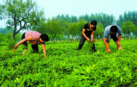 7月16日，內(nèi)黃縣后河鎮(zhèn)余莊村村民在花生地里除草。