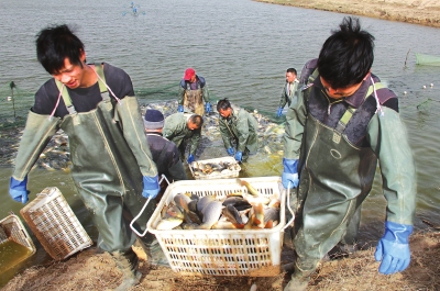 3月18日，漁民在溫縣黃河鯉魚生態(tài)養(yǎng)殖基地捕魚，近日，溫縣3000畝黃河鯉魚生態(tài)養(yǎng)殖基地的頭茬魚開始