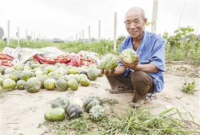 種的是“三白瓜”，長(zhǎng)出來的瓜非常雜，其中最多的是本地甜面瓜，俗稱“一窩猴”