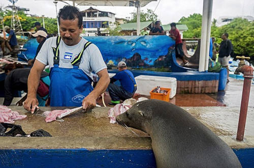 海獅變魚攤?？?排隊(duì)“購(gòu)買”金槍魚