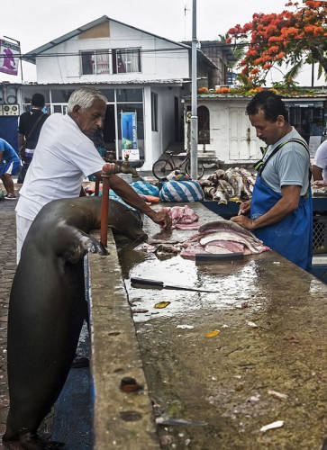 海獅變魚攤?？?排隊(duì)“購(gòu)買”金槍魚