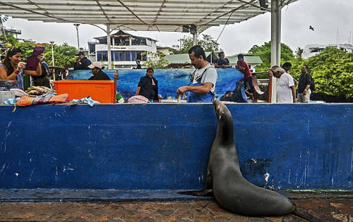 海獅變魚攤?？?排隊(duì)“購(gòu)買”金槍魚