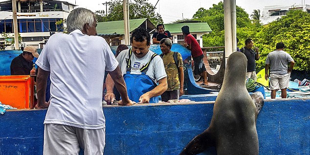 海獅變魚攤常客 排隊(duì)“購(gòu)買”金槍魚