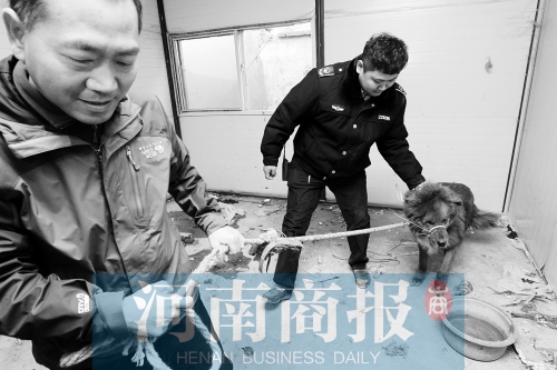 麻藥起作用后，這只藏獒被執(zhí)法人員控制