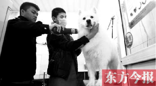昨天，鄭州城管首次進(jìn)寵物店清查無證犬只