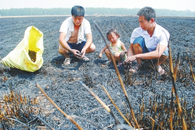 　村民為挽回一點損失，只得撿拾一些燒焦的麥穗。