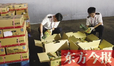 昨日，檢驗檢疫人員正對剛從臺灣進(jìn)口的水果進(jìn)行檢驗