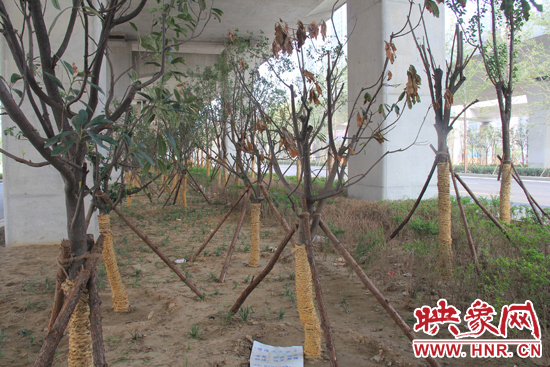 北三環(huán)經(jīng)三路橋下種的樹木有的葉子已經(jīng)干枯。