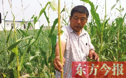 “東亞飛蝗”侵襲滎陽(yáng)千畝黃河灘 ?？兄参锶~子
