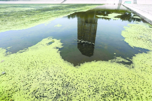 幾近干涸、臭氣熏天、長(zhǎng)滿水草的東風(fēng)渠，已不見(jiàn)往日容顏　 記者 侯建勛/攝