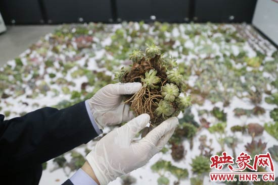 這些被截獲的多肉植物郵件面單上的品名大多申報(bào)為“禮物”、“衣服”等，屬于瞞報(bào)行為。