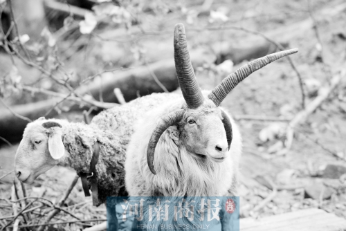 “咩……我的原主人說，他養(yǎng)了一輩子羊，也沒見過我這種情況”